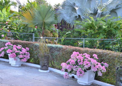 One of the recently featured gardens in the 2016 Open Gardens Programme