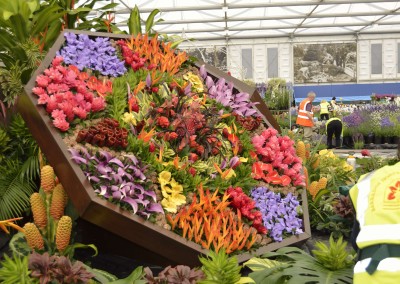 Sailors Valentine - Awarded Gold at the RHS Chelsea Flower Show in 2014