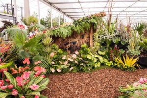 barbados-chelsea-flower-show-2